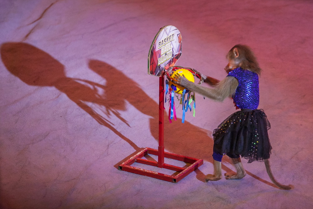 Афиша Запорожского цирка