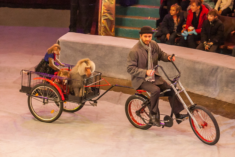 Афиша Запорожского цирка